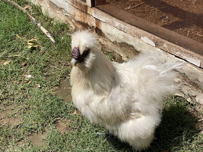 Silkie Male imported blood line 0