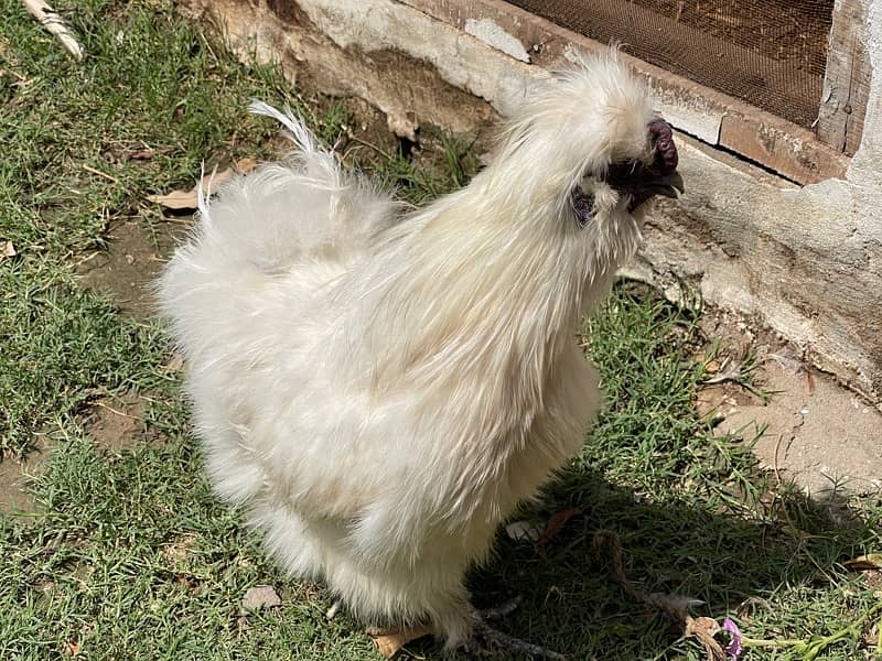 Silkie Male imported blood line 1