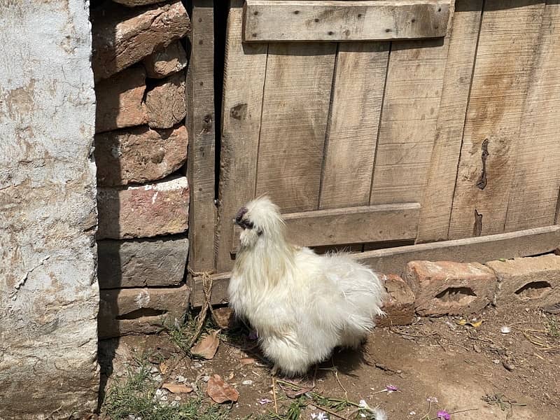 Silkie Male imported blood line 3