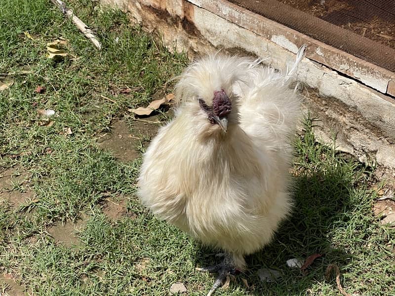 Silkie Male imported blood line 4