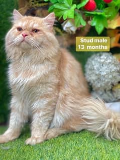 persian   beautiful  cats males and femals