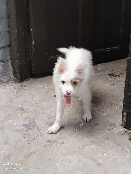 4 month Russian dog urgent sale 1