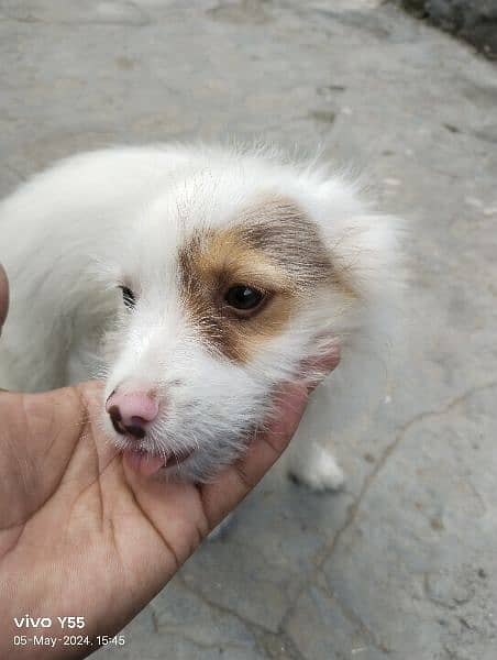 4 month Russian dog urgent sale 2