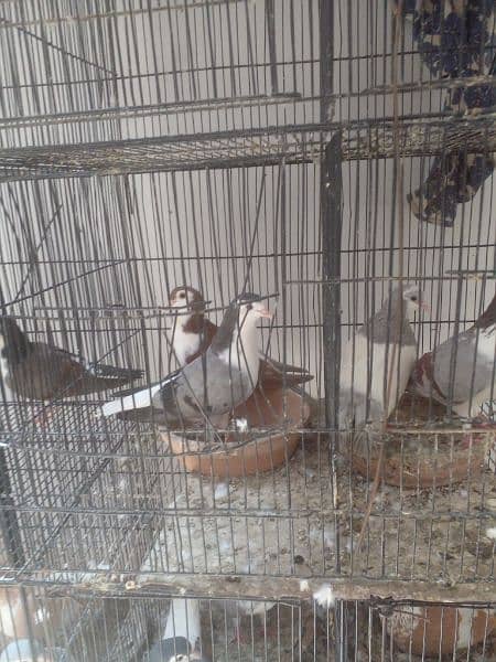 Good pigeons 3