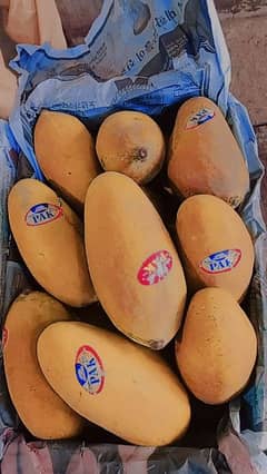 sindhri mango 12/13 kg petti