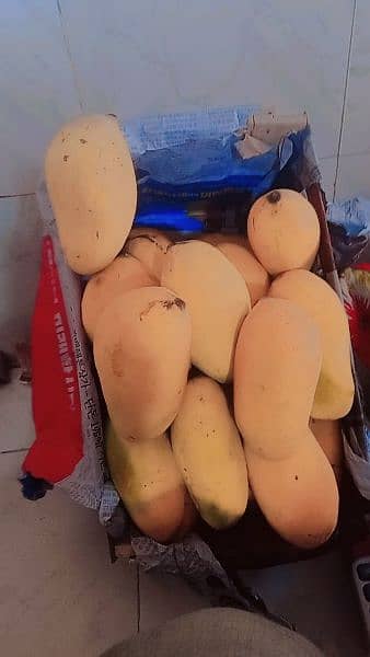 sindhri mango 12/13 kg petti 1