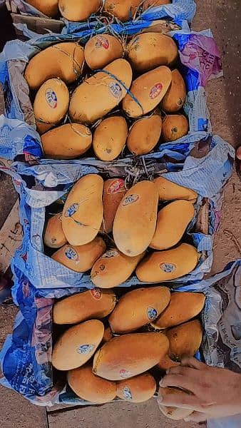 sindhri mango 12/13 kg petti 2