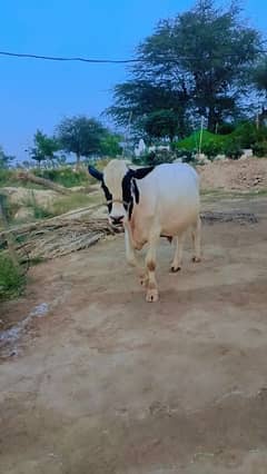 frezen caste beautiful white bull for Qurbani 2024