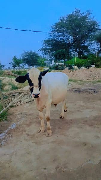 frezen caste beautiful white bull for Qurbani 2024 2