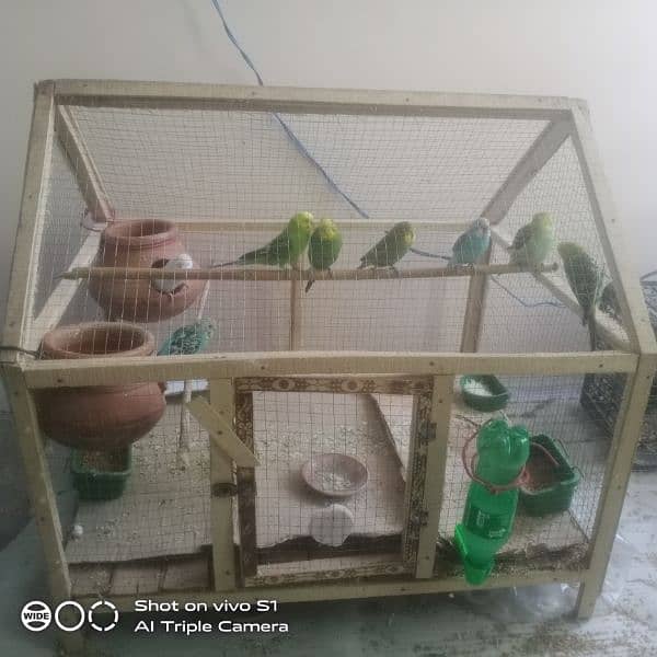 cage 2pair or 4bache for sell number 03177276527 1