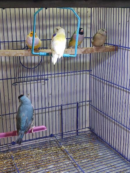 Gouldian Mutations available for sale with cages 1