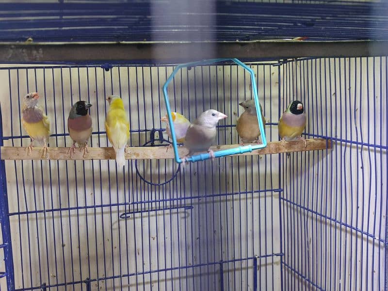 Gouldian Mutations available for sale with cages 2