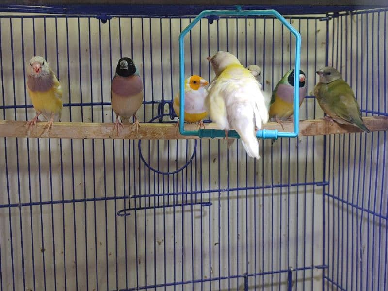 Gouldian Mutations available for sale with cages 3