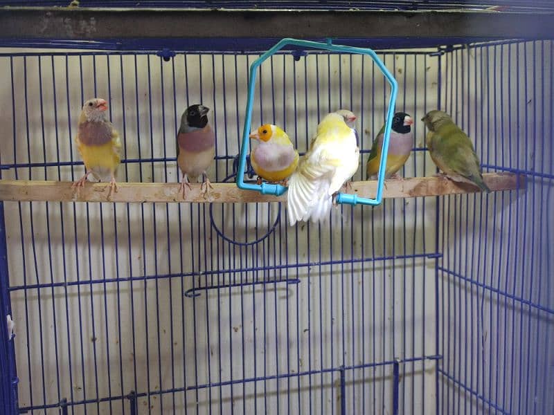 Gouldian Mutations available for sale with cages 8