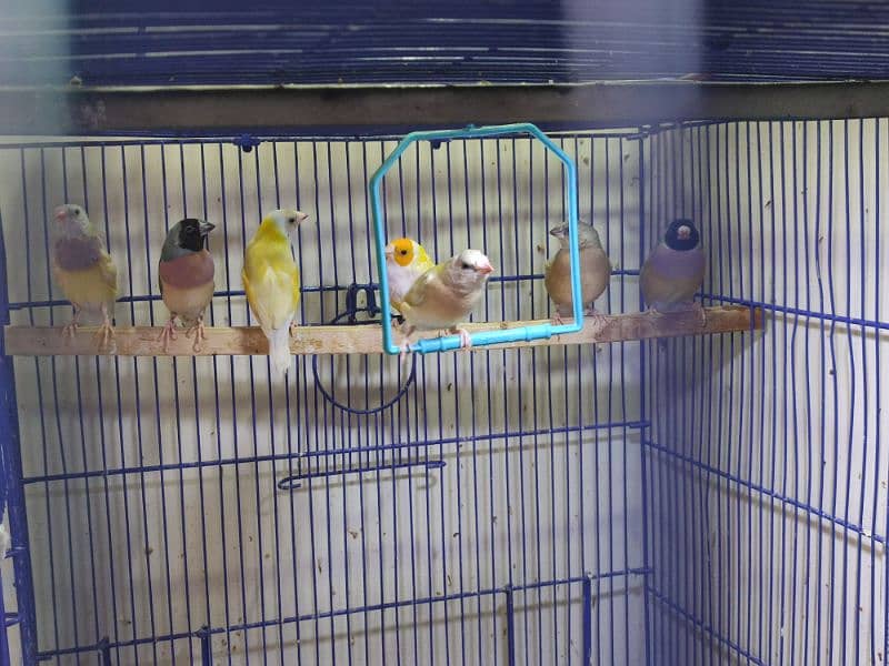 Gouldian Mutations available for sale with cages 9