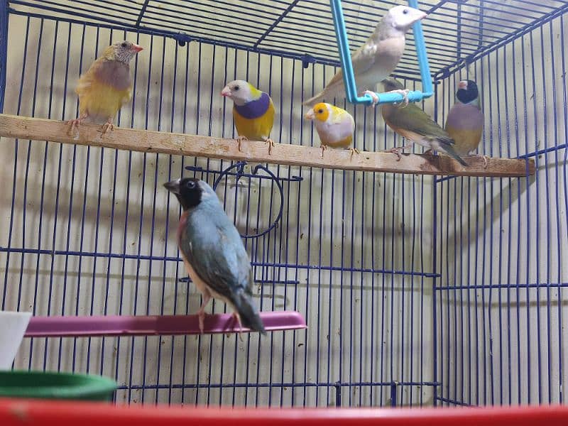 Gouldian Mutations available for sale with cages 10