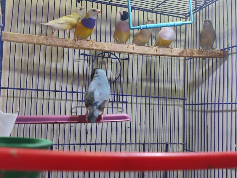 Gouldian Mutations available for sale with cages 11