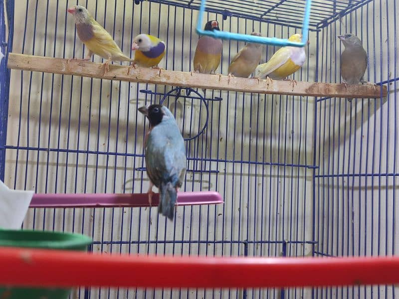Gouldian Mutations available for sale with cages 12
