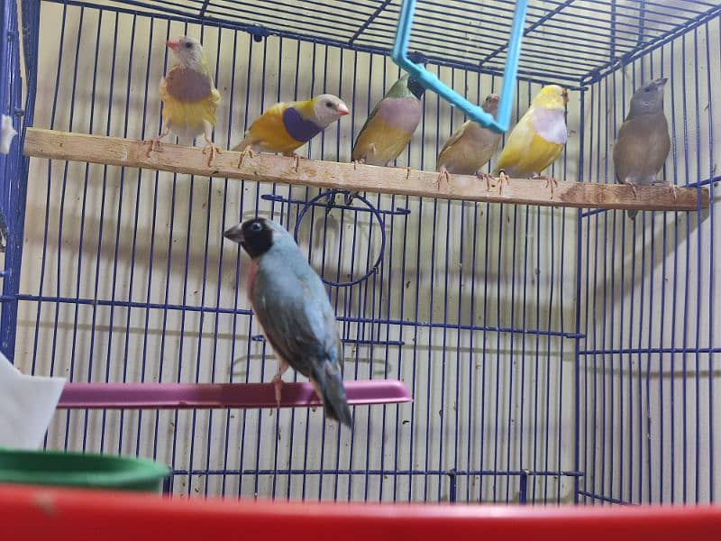 Gouldian Mutations available for sale with cages 13