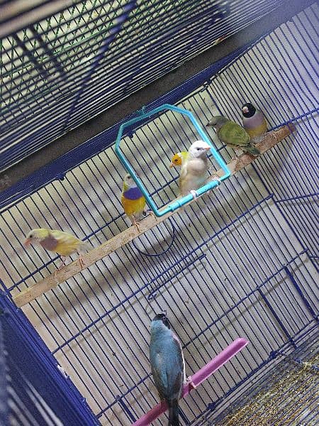 Gouldian Mutations available for sale with cages 14