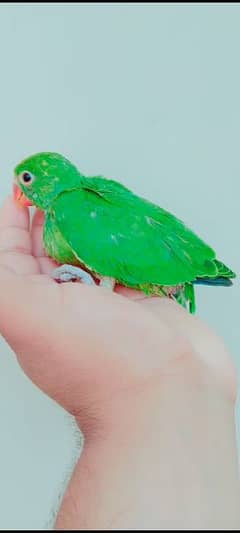 Green Ringneck Parrot Chick Urgent Sale.