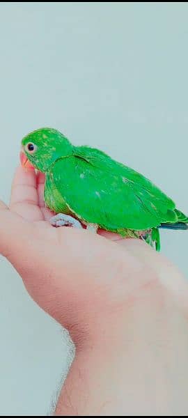 Green Ringneck Parrot Chick Urgent Sale. 1