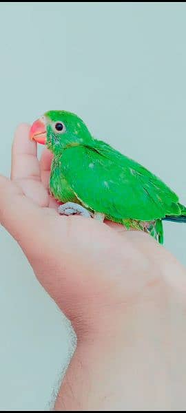 Green Ringneck Parrot Chick Urgent Sale. 2