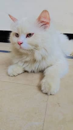 Triple coated punch face male cat