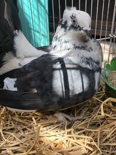 English Faintail Pigeons