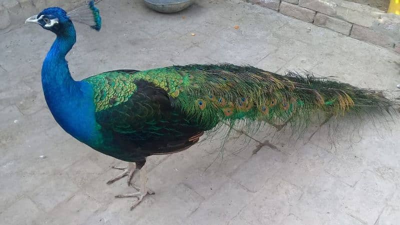 peacock 3