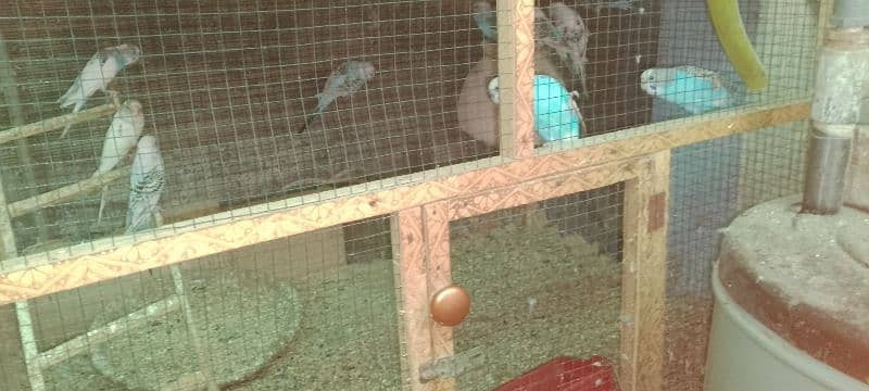 budgies for sale 1