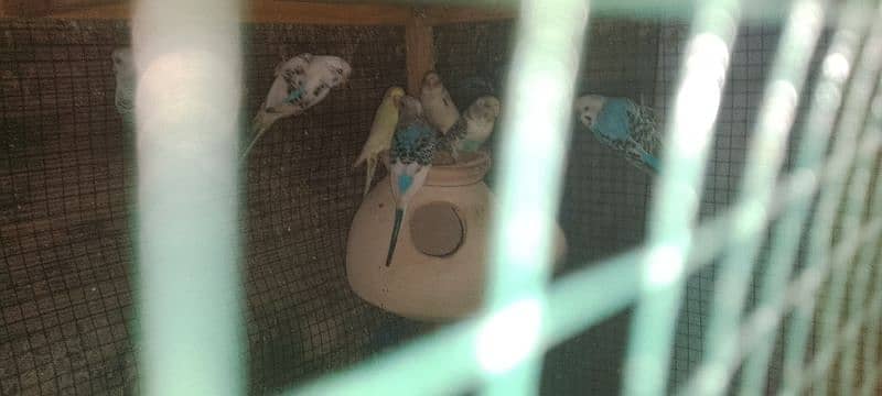 budgies for sale 3