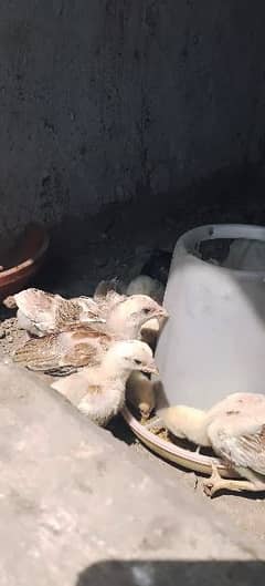 aseel Chicks for sale