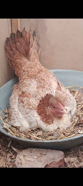aseel Chicks for sale 4