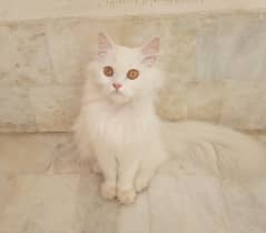 Fluffy white cat 0