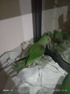 raw parrots
