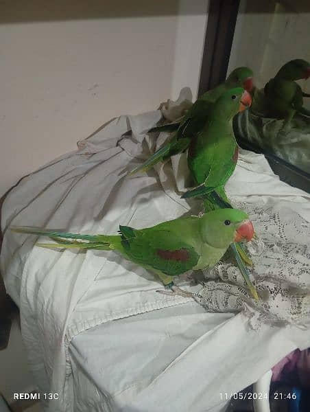 raw parrots 1