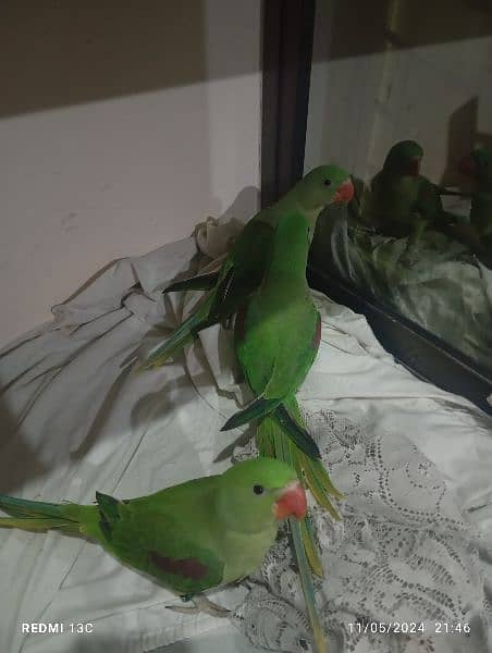 raw parrots 2