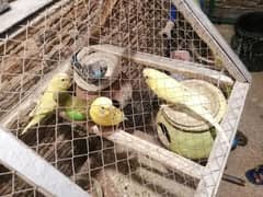 Australian parrots buggies breader pair full active quarented