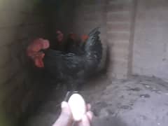 Australorp 1 cock and 4 hens