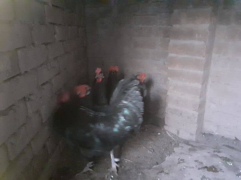 Australorp 1 cock and 4 hens 1