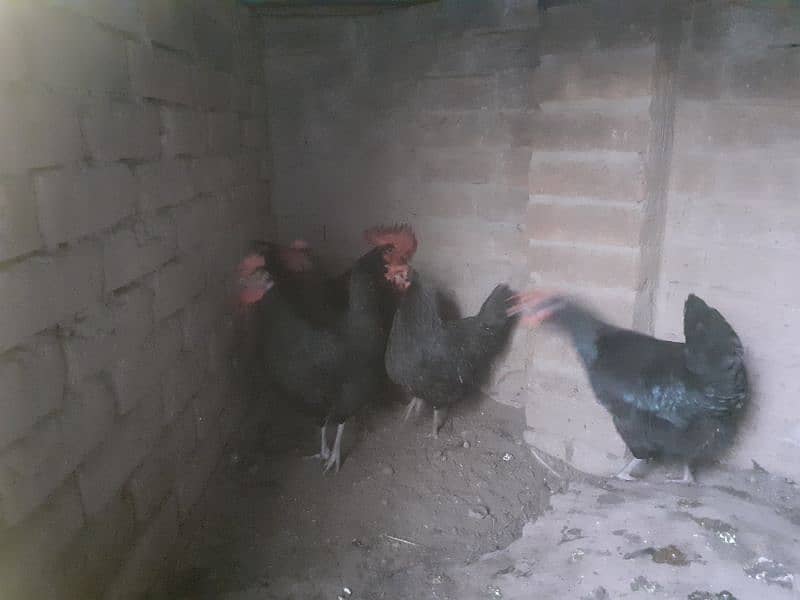 Australorp 1 cock and 4 hens 2