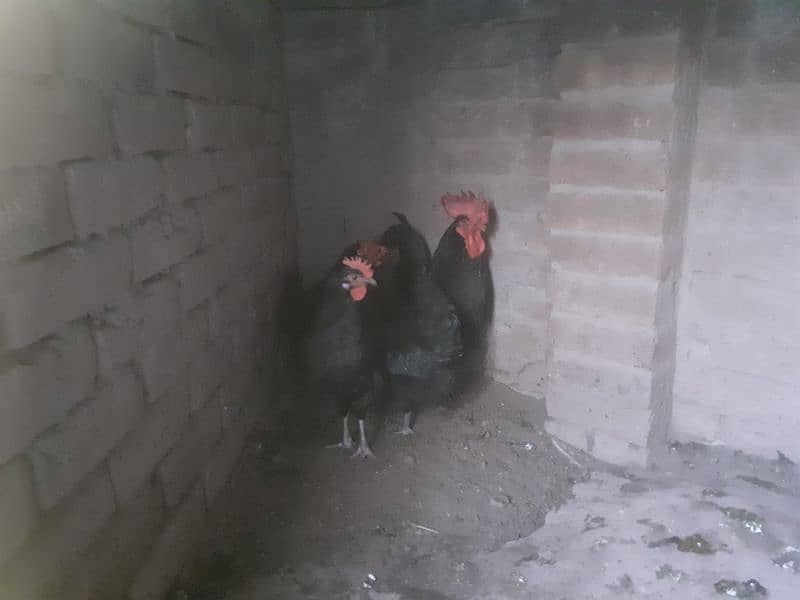 Australorp 1 cock and 4 hens 3