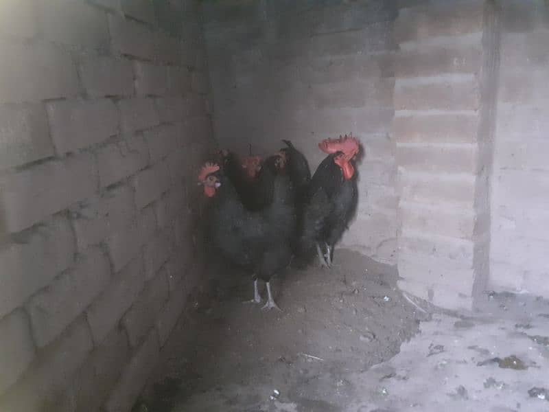 Australorp 1 cock and 4 hens 4