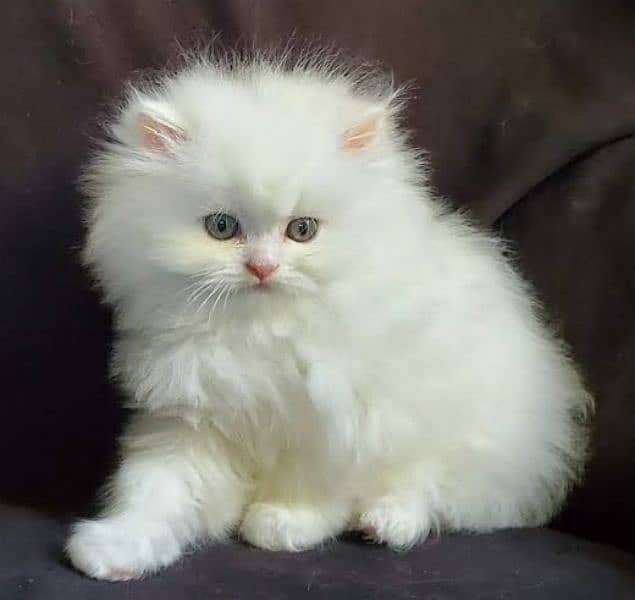 Punch Face Persian Male Kitten 2