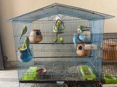 Australian Parrots colony