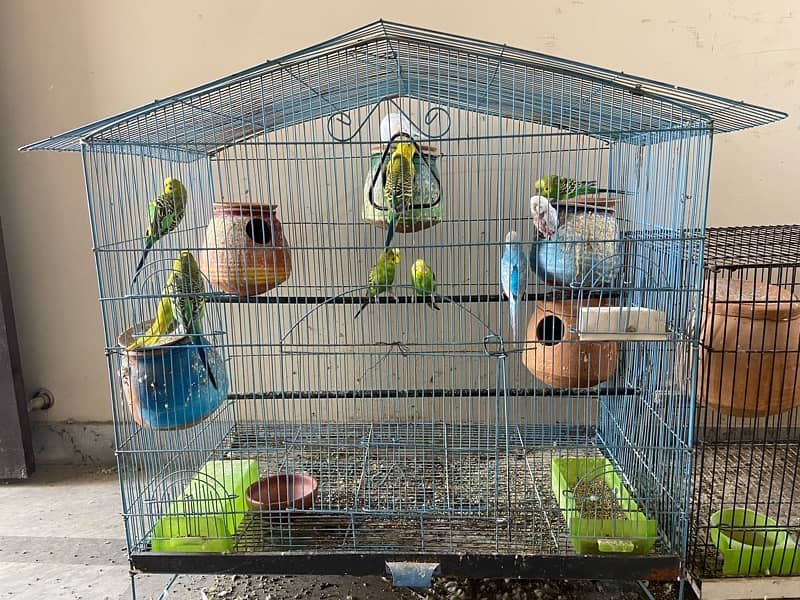 Australian Parrots colony 0