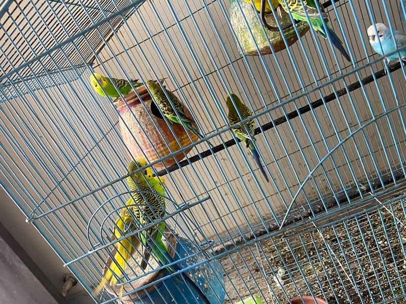 Australian Parrots colony 5
