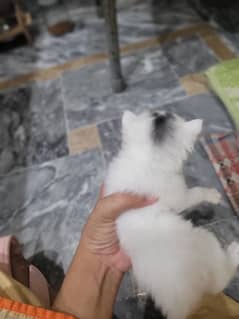 male and female Persian kittens