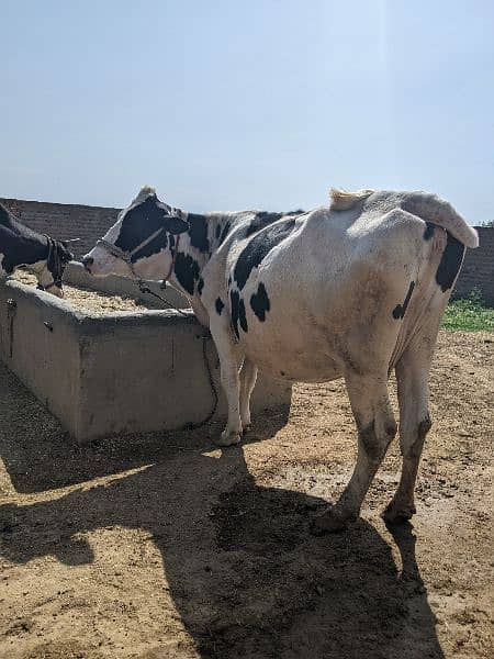 Cow for sale 3